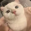 itsnotlike_den