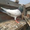 ali.uae62