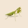 mantis10star
