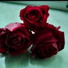 qizilgul_47