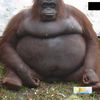 enory_1