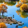 nasim9709