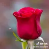 yaman.dhoki
