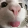 lardequatropatas
