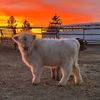 Txsunsetcattle
