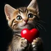 catsx59