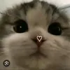www.com.br_4asmr