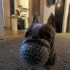 puggu37
