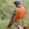 Robin