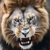 lionne.xxl