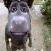 mandingo_n2
