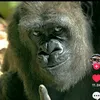 ai_chronicles40