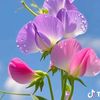 abdur.rohim.abdur62