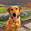 penny.the.red.lab