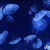 kawinthida_344
