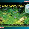 tambahjayaaquarium