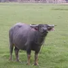 ztjcuv7vvuuviug