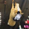 jackieisacow