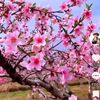 cherry250591