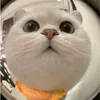 riidepgaivailon