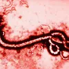 ebola423