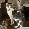 Momo The KittyKat