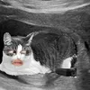 kienthichk