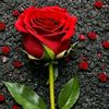 nawres.chebi8