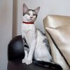 gatita