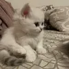 namrah_02