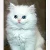 cat store official