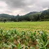 truong.son.farm