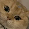 kat777263
