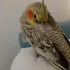 latigresamon