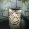 blasssp1