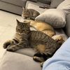 catsindubai