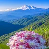 shirzad3334