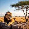 itx__mufasa02