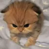 hhdhdjsksk0