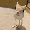 jay_pumpkinrabbit8
