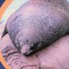 seal_enthusiast1