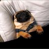 pugs346