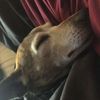 levi_east09