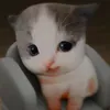 chekotalnayakomnat1