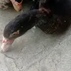 bebocutehoinch