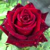 md.abedali26
