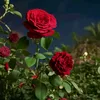 uct_32