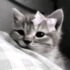 prtty_shakiraaaaaa