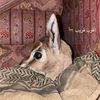 reem11_45