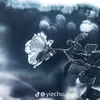 phan_t_duong